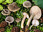 Lactarius lepidotus