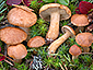 Suillus bovinus