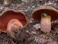 Boletus erythropus