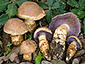 Cortinarius caligatus