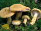 Lactarius repraesentaneus