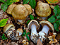 Cortinarius magicus