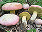 Boletus pulchrotinctus