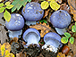 Cortinarius terpsichores