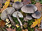 Tricholoma squarrulosum