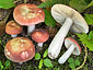 Russula velutipes