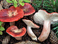 Russula sanguinea