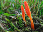 Cordyceps militaris