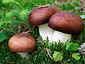 Russula integra