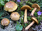 Suillus plorans