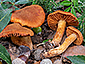 Cortinarius orellanus