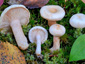 Lactarius scoticus