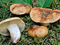 Russula subfoetens