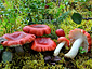 Russula griseascens