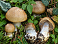 Cortinarius dionysae