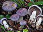 Cortinarius salor