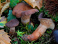 Lactarius subumbonatus