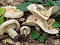 Lactarius illyricus