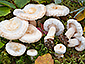 Lactarius scoticus