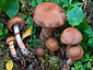 Cortinarius armillatus