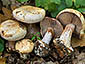 Cortinarius catharinae