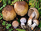 Cortinarius variecolor