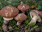 Suillus luteus