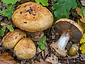 Cortinarius olidovolvatus