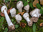 Amanita torrendii