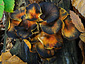 Omphalotus olearius