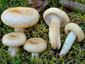 Lactarius tuomikoskii