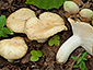 Russula farinipes