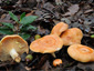 Lactarius chrysorrheus