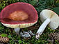 Russula velenovskyi