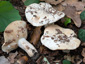 Lactifluus brunneoviolascens