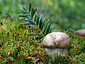 Boletus edulis