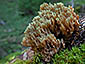 Ramaria apiculata