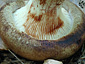 Paxillus involutus