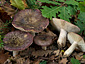 Russula atropurpurea