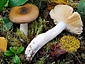 Russula olivobrunnea