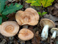 Lactarius chrysorrheus