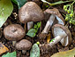 Tricholoma scalpturatum