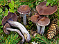 Cortinarius evernius