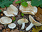 Russula galochroa