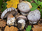 Cortinarius aurantiobasalis