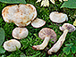 Lactarius aspideus