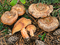 Lactarius quieticolor