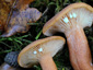 Lactarius lacunarum