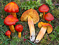 Hygrocybe punicea