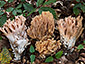 Ramaria formosa